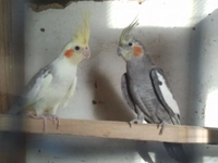 Erkek Sultan Papağanı Türleri ve Özellikleri