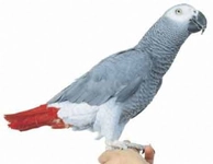 Jako Papağan Eğitimi