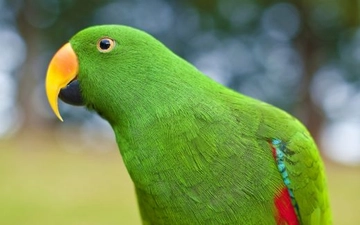Eclectus Papağanı Türleri ve Özellikleri Eclectus Papağanı Türleri ve Özellikleri