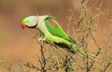 İskender Papağanı Türleri ve Özellikleri İskender Papağanı Türleri ve Özellikleri