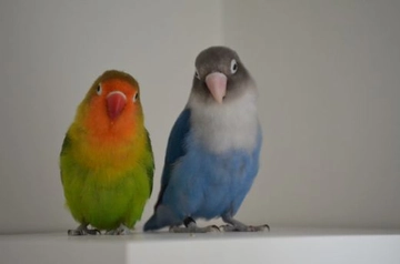 Mavi Cennet Papağanı Türleri ve Özellikleri Mavi Cennet Papağanı Türleri ve Özellikleri