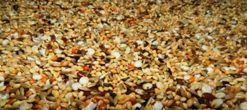 Sultan Papağanı Ne Yer? Sultan Papağanı Ne Yer?